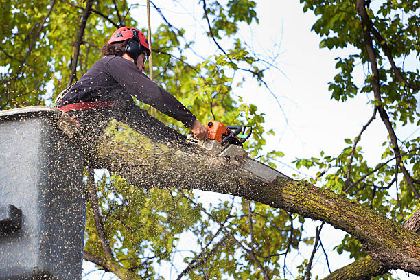 How Our Tree Care Process Works  in  Mebane, NC